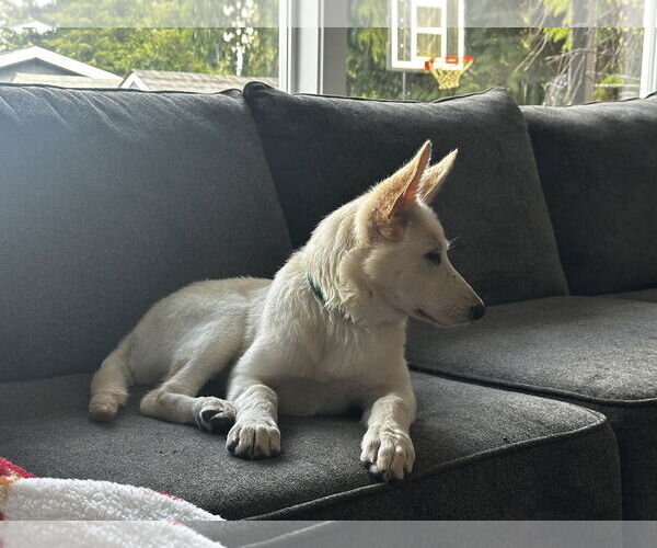Medium Photo #21 German Shepherd Dog-Unknown Mix Puppy For Sale in Seattle, WA, USA