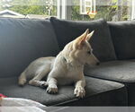 Small #20 German Shepherd Dog Mix