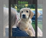 Puppy Sassy Golden Retriever