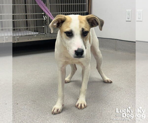 Medium Photo #2 Labrador Retriever-Unknown Mix Puppy For Sale in Washington, DC, USA