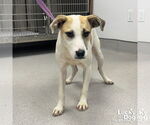 Small #1 Labrador Retriever Mix