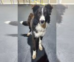Small Photo #8 Border Collie Puppy For Sale in Highland, IL, USA