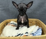 Small Photo #3 Chihuahua Puppy For Sale in SAINT AUGUSTINE, FL, USA