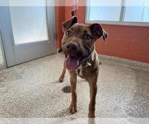 Doberman Pinscher-Unknown Mix Dogs for adoption in Pueblo, CO, USA