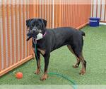 Small Rottweiler Mix