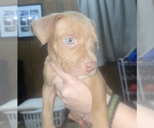 American Pit Bull Terrier Puppy for sale in BARBERTON, OH, USA