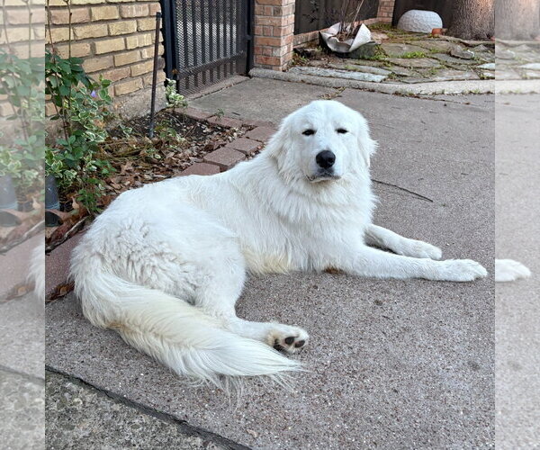 Medium Photo #3 Great Pyrenees Puppy For Sale in Dallas, TX, USA