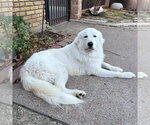 Small #2 Great Pyrenees