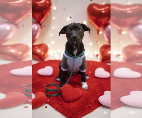 Medium Photo #3 Labrador Retriever-Unknown Mix Puppy For Sale in Germantown, OH, USA