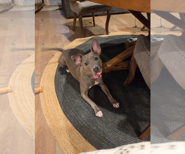 Medium Photo #3 American Pit Bull Terrier-Unknown Mix Puppy For Sale in Holly Springs, NC, USA