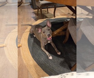 Stormy - Female American Pit Bull Terrier-Unknown Mix Dog for Adoption - Photo #3