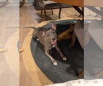 Small Photo #3 American Pit Bull Terrier-Unknown Mix Puppy For Sale in Holly Springs, NC, USA