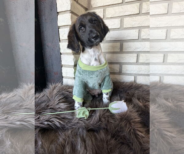 Medium Photo #3 German Shorthaired Pointer-Unknown Mix Puppy For Sale in St. Louis Park, MN, USA