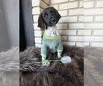 Small #2 German Shorthaired Pointer Mix