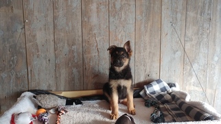 German Shepherd Dog Puppy for sale in GRABILL, IN, USA