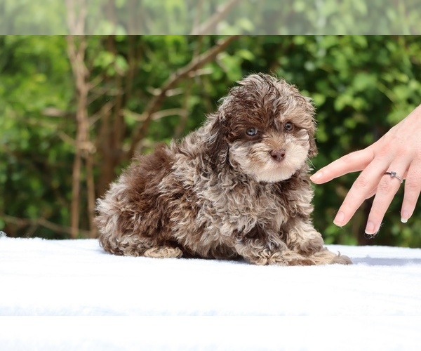 Medium Photo #25 ShihPoo Puppy For Sale in DYERSBURG, TN, USA