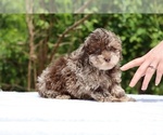 Small #24 ShihPoo