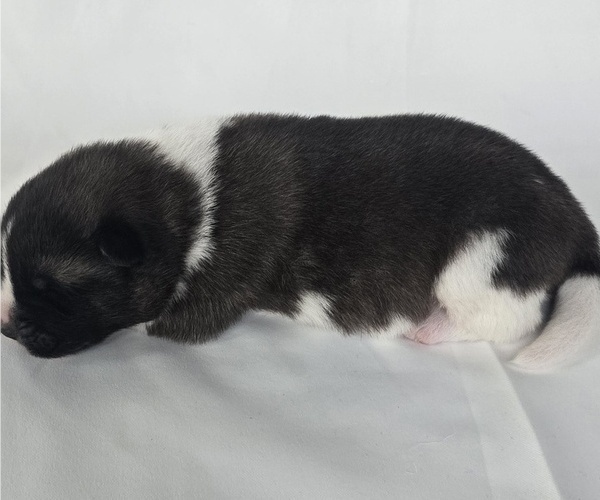 Medium Photo #1 Akita Puppy For Sale in STRAFFORD, MO, USA