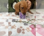 Small Photo #7 Dachshund Puppy For Sale in PERRIS, CA, USA