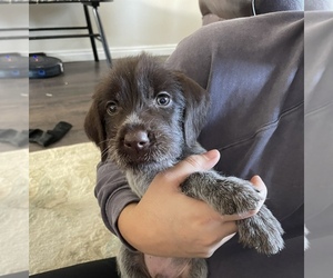 Wirehaired Pointing Griffon Puppy for sale in CHEHALIS, WA, USA
