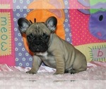 Small Photo #3 French Bulldog Puppy For Sale in STATEN ISLAND, NY, USA