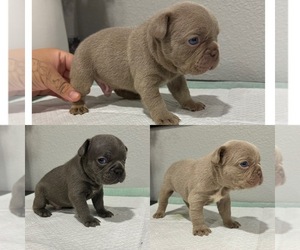 French Bulldog Puppy for sale in PORTLAND, OR, USA