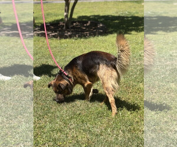Medium Photo #4 Australian Shepherd-German Shepherd Dog Mix Puppy For Sale in Yardley, PA, USA
