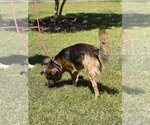 Small #3 Australian Shepherd-German Shepherd Dog Mix