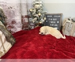 Small Photo #6 Saint Berdoodle Puppy For Sale in QUEEN CREEK, AZ, USA