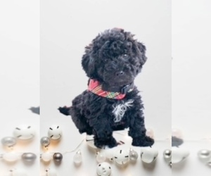 Aussiedoodle-Poodle (Miniature) Mix Puppy for sale in REEDS SPRING, MO, USA