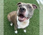 Small #4 American Pit Bull Terrier Mix