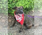 Small #4 Boxer Mix