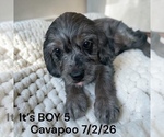 Litter of 6 - Male(s) and Female(s) Cavapoo (Miniature)Litter of Puppies for Sale - Photo #2