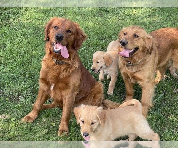 Medium Photo #2 Golden Retriever Puppy For Sale in WOODSTOCK, CT, USA