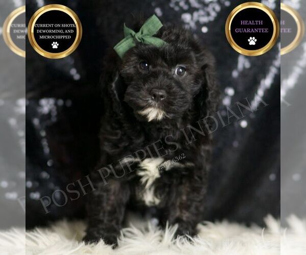 Medium Photo #1 Cavapoo Puppy For Sale in WARSAW, IN, USA
