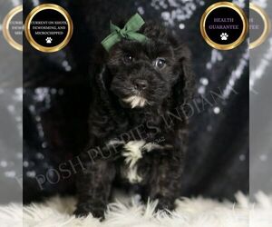 Cavapoo Puppy for sale in WARSAW, IN, USA