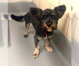Waldo - Male Mutt Dog for Adoption - Photo #2