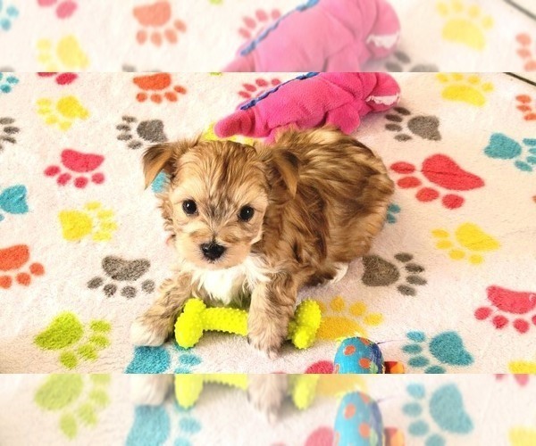 Medium Photo #4 Morkie Puppy For Sale in ORO VALLEY, AZ, USA