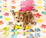 Small #3 Morkie