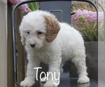 Image preview for Ad Listing. Nickname: Tony