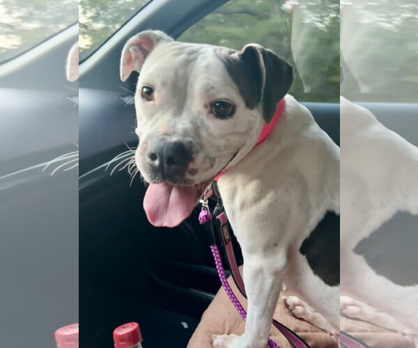 Medium Photo #9 Bullboxer Pit Puppy For Sale in Holly Springs, NC, USA