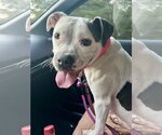 Small Photo #9 Bullboxer Pit Puppy For Sale in Holly Springs, NC, USA