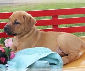 Cane Corso-Labrador Retriever Mix Puppy for sale in CHARLOTT HALL, MD, USA