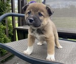 Small #3 Alaskan Husky-Border Collie Mix