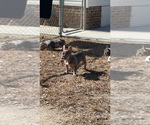 Small #2 French Bulldog