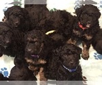 Small Photo #2 Poodle (Standard) Puppy For Sale in ELMWOOD, WI, USA