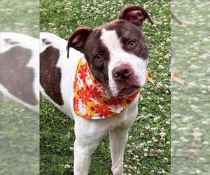 Mutt Dogs for adoption in Tulsa, OK, USA