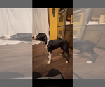 Puppy Jouvie Great Dane