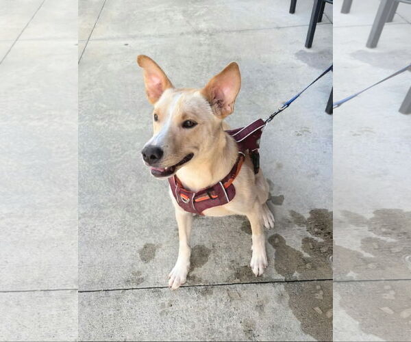Medium Photo #4 Labrador Retriever-Unknown Mix Puppy For Sale in McDonough, GA, USA