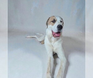Great Pyredane Dogs for adoption in MIDWAY, UT, USA